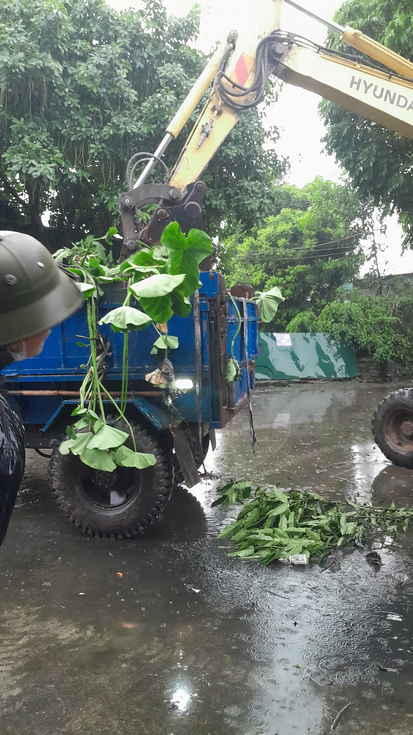 vớt bèo 2.jpg